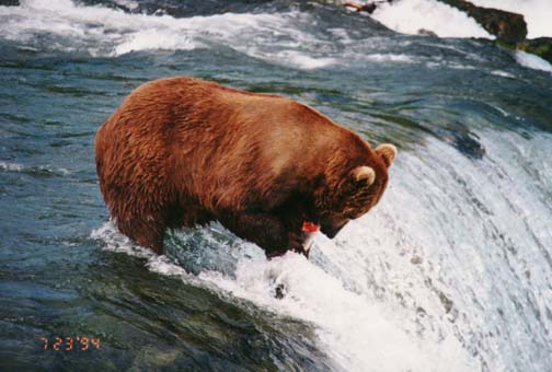 brownbears.jpg (65244 bytes)