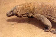 komodo5.jpg (63886 bytes)