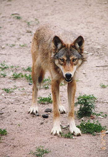 wolf12.jpg (141946 bytes)